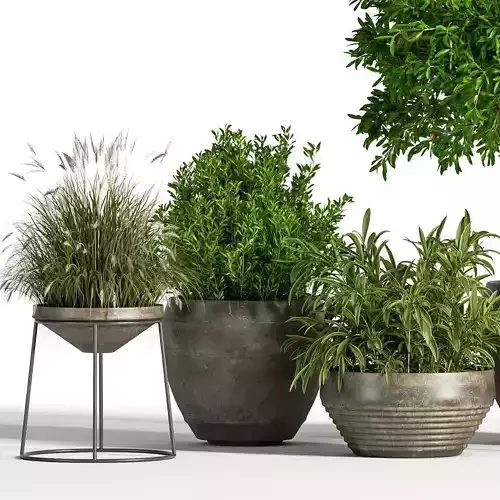 IndoorSetPlant04 tree in pot