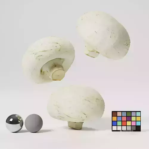 Champignon - Mushroom 3D model
