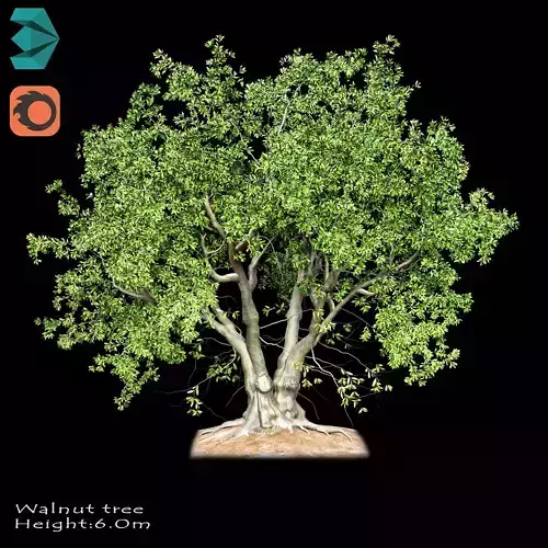 Walnut-tree walnut tree 3D model