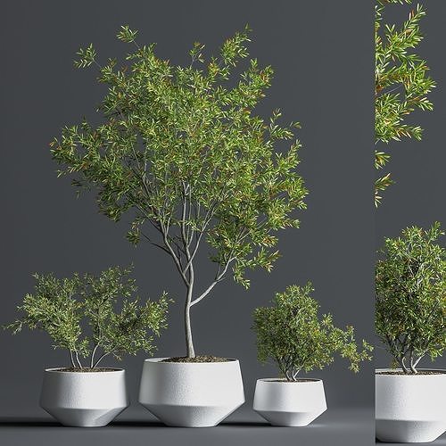 IndoorSetPlant08 three trees pots 3D model