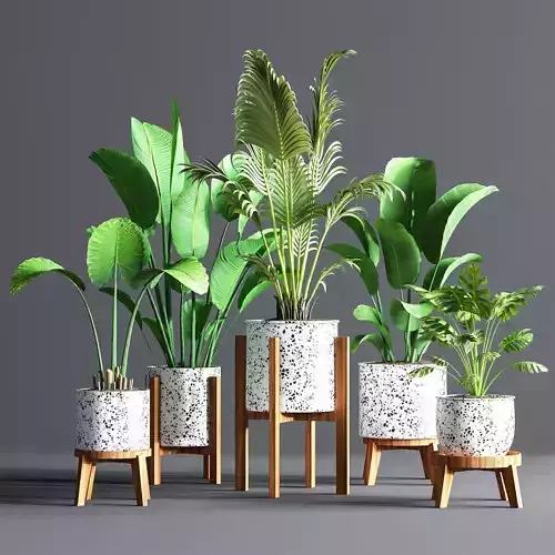 IndoorSetPlant09 two plants in pots