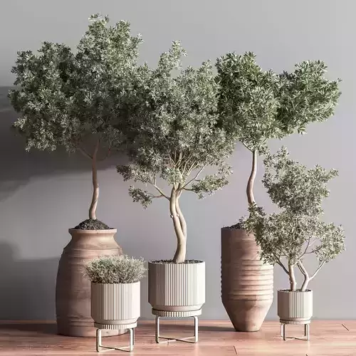 IndoorPlantSet11 eucalyptus trees in pots