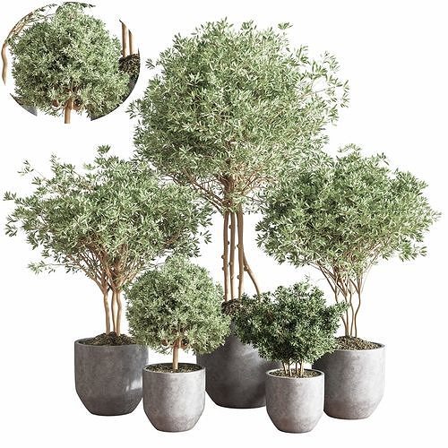 IndoorPlantSet13 set of three concrete potted plants 3D model