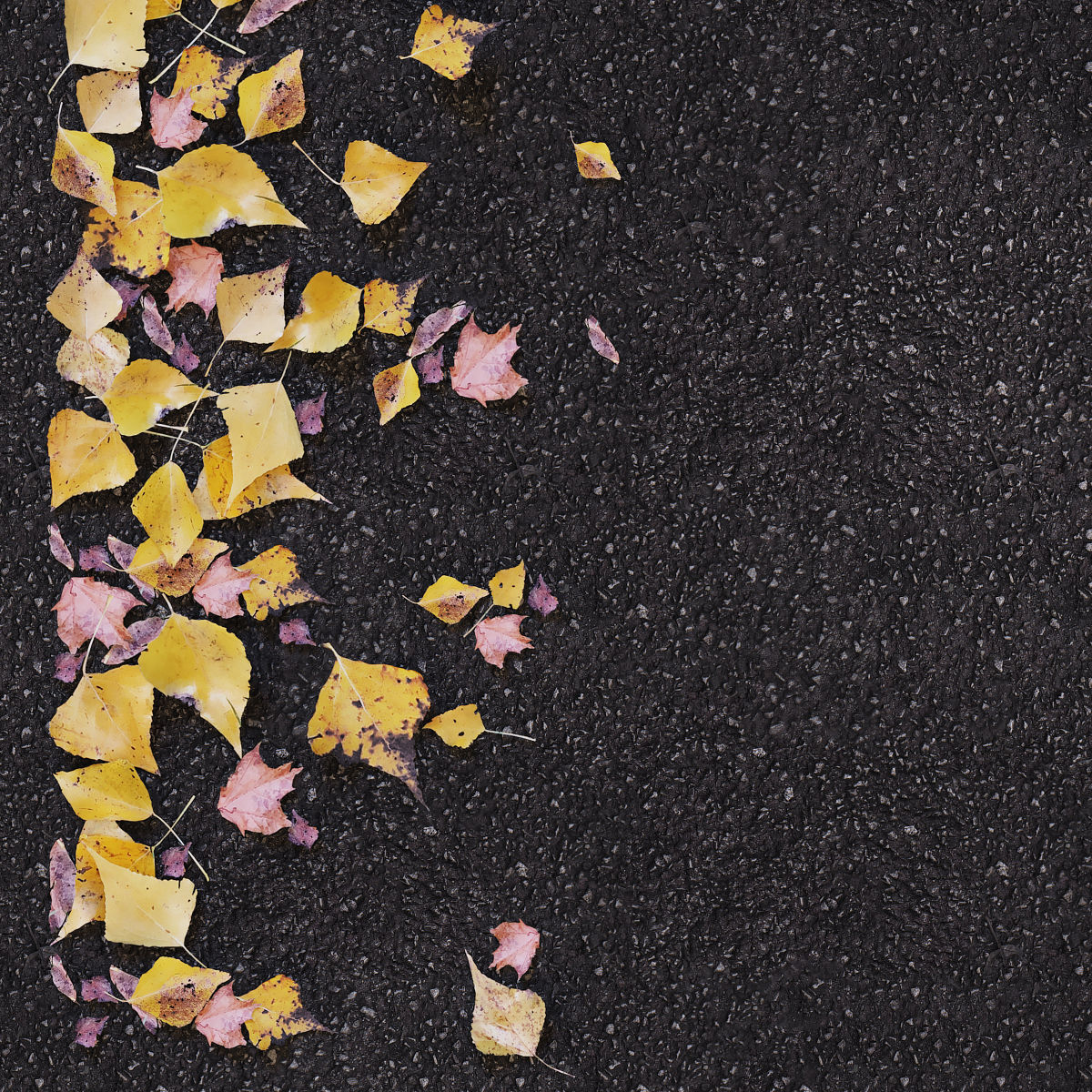 Autumn yellow leaves 2 3D model_4