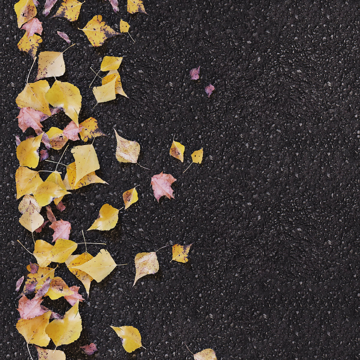 Autumn yellow leaves 2 3D model_3