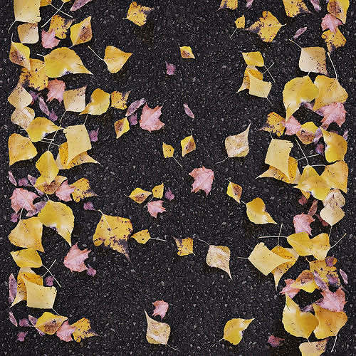 Autumn yellow leaves 2 3D model