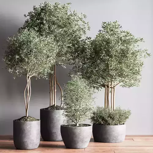 IndoorPlaneSet12 four concrete potted olive trees