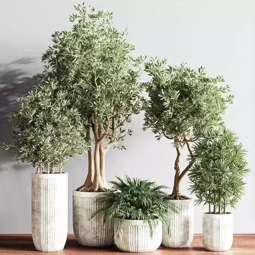 IndoorSetPlsnt14 four potted olive trees