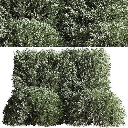 Bush02 three trees 3D model