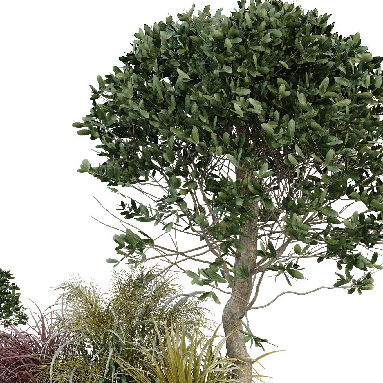 plant in box 175 3D model_4