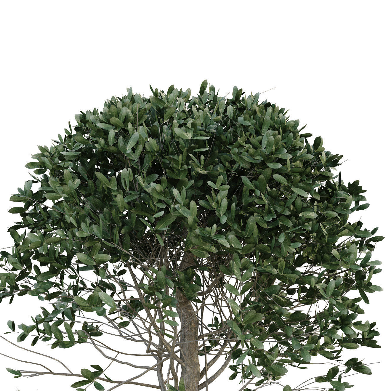 plant in box 175 3D model_5