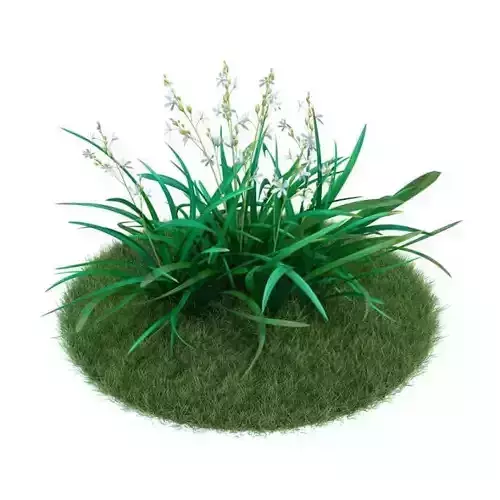 Plant Anthericum Ramosum