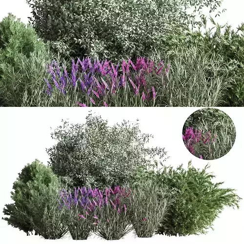 MixedPlaneBushBush03 lavender plants in garden 3D model