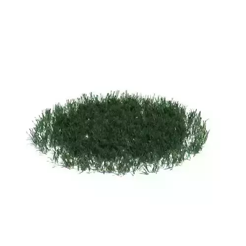 Small Green Grass