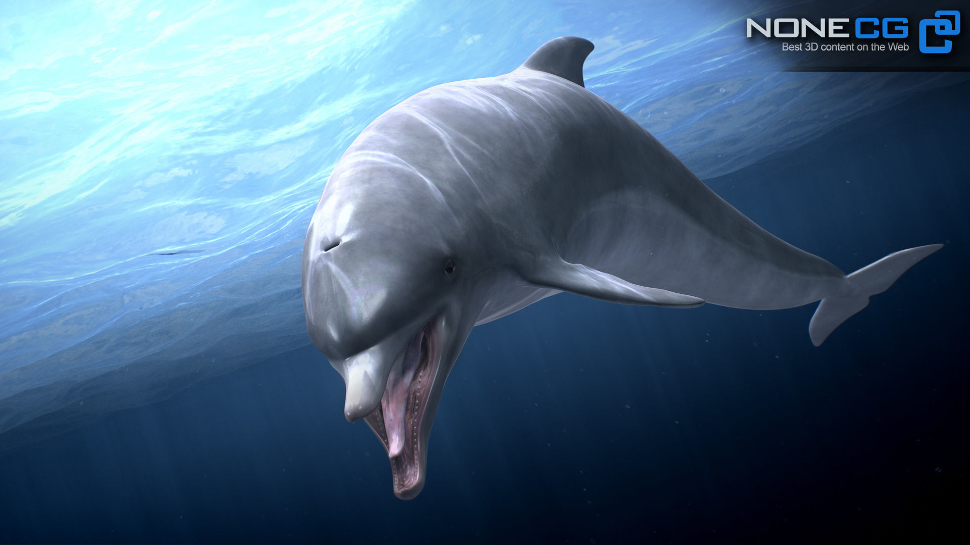 Animated Bottlenose Dolphin Low-poly 3D model_3