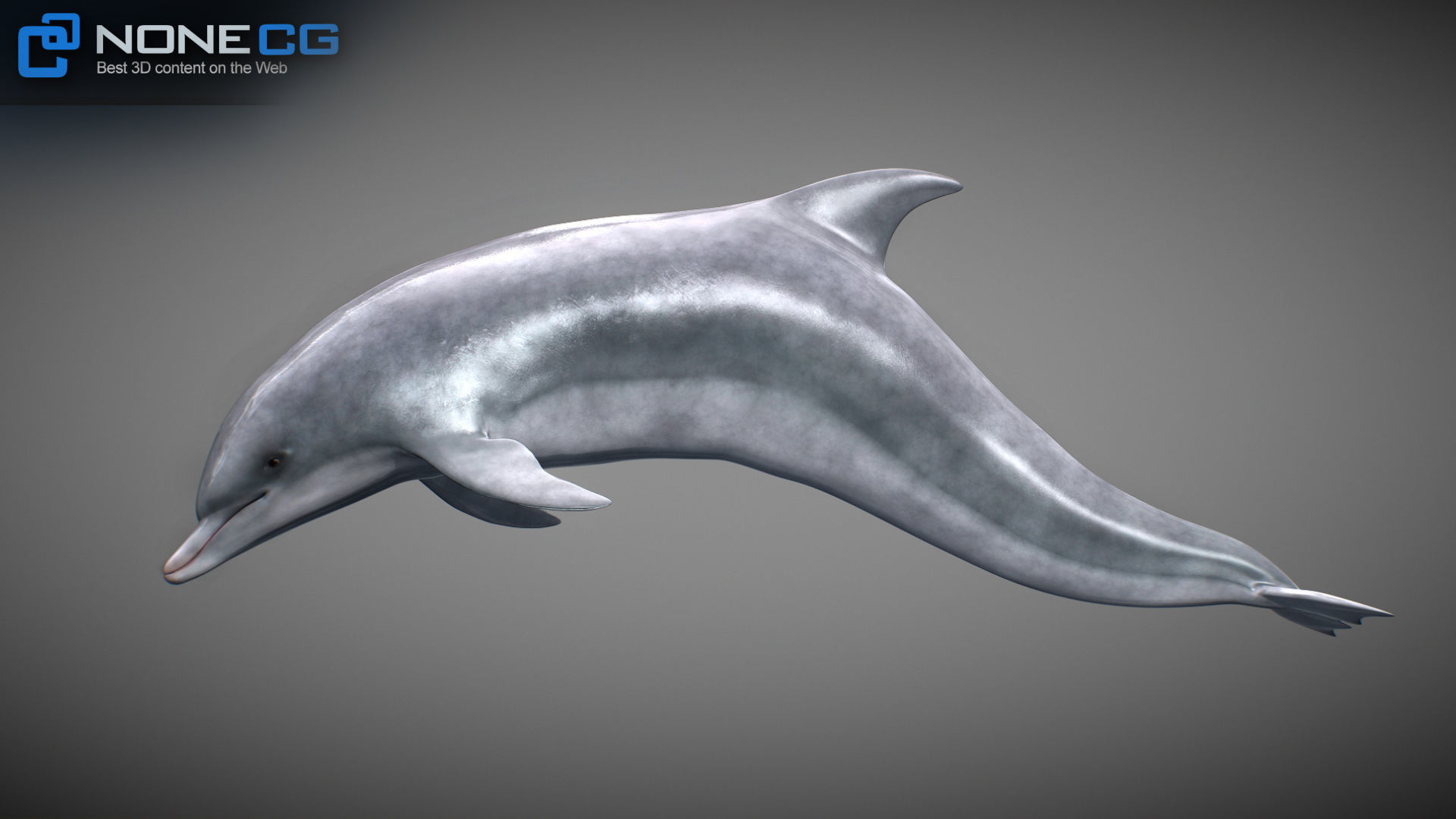 Animated Bottlenose Dolphin Low-poly 3D model_15