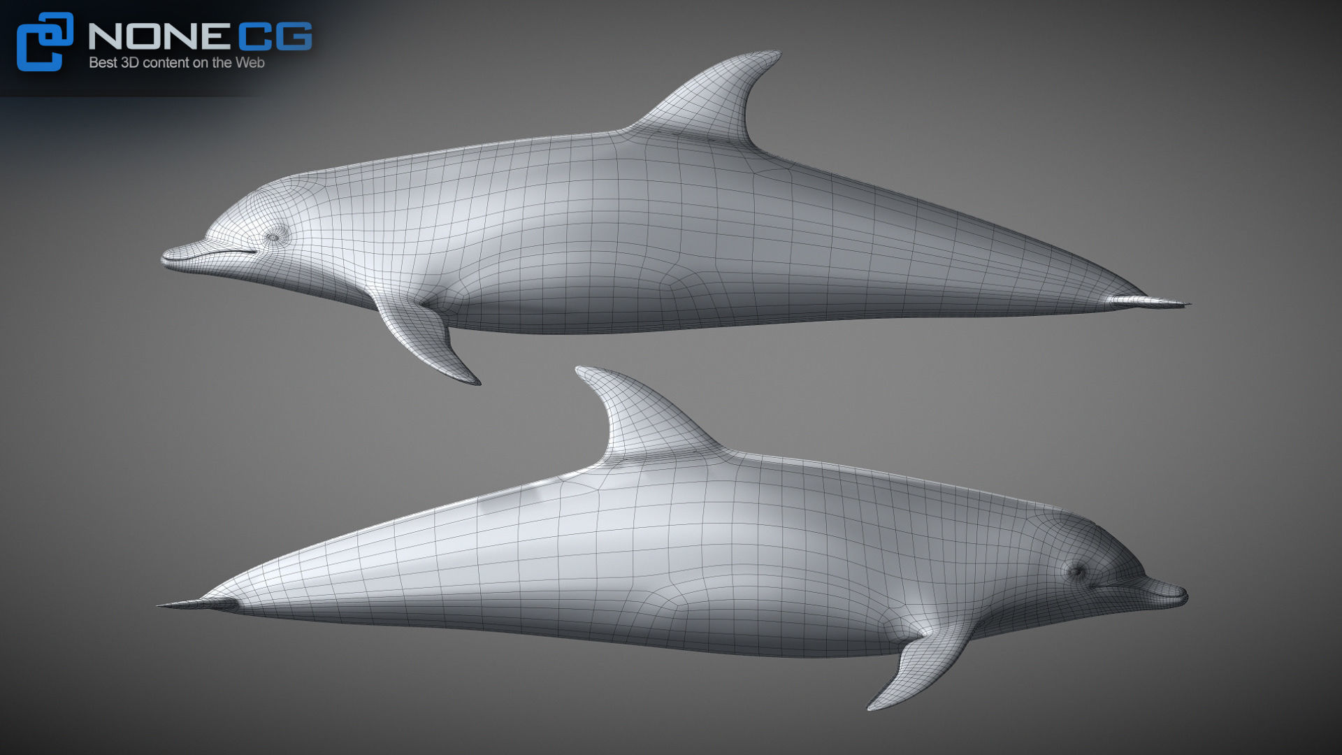 Animated Bottlenose Dolphin Low-poly 3D model_19