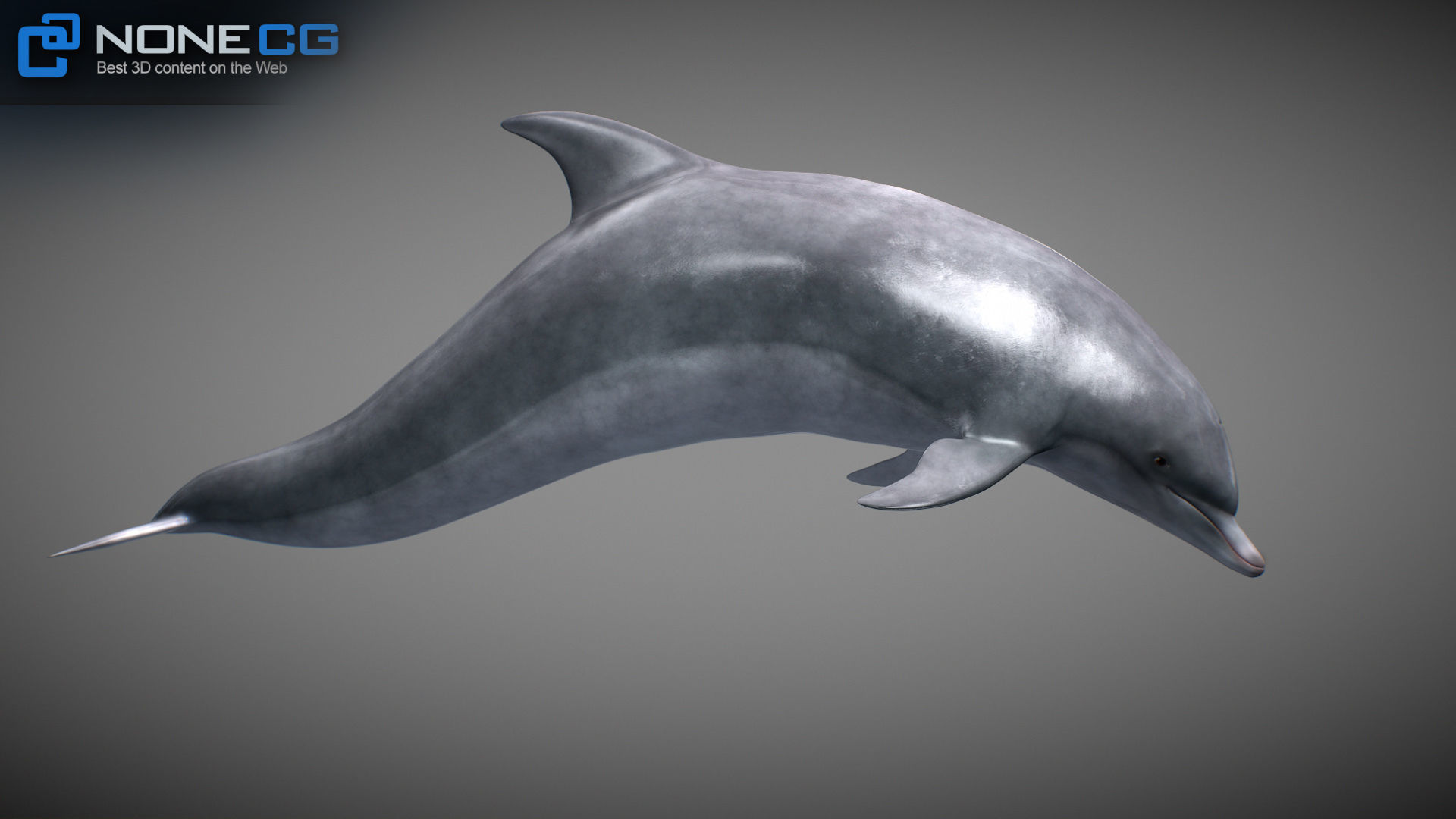 Animated Bottlenose Dolphin Low-poly 3D model_16