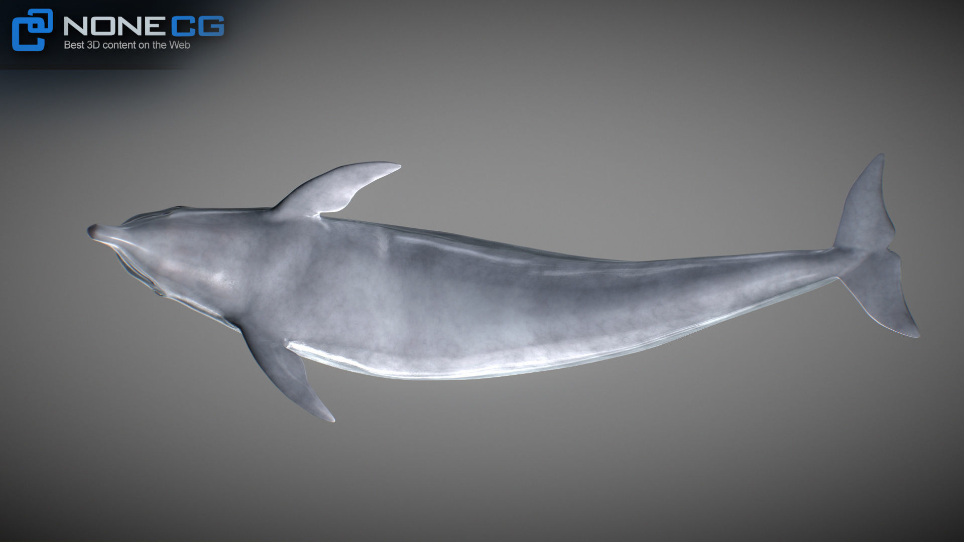 Animated Bottlenose Dolphin Low-poly 3D model_18