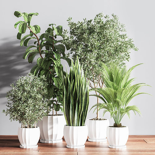 IndoorSetPlsnt15 three plants pots 3D model