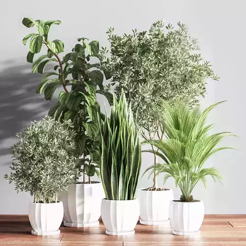 IndoorSetPlsnt15 three plants pots