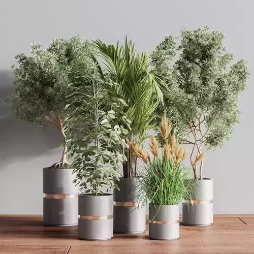 IndoorSetPlant16 two potted plants on wooden table