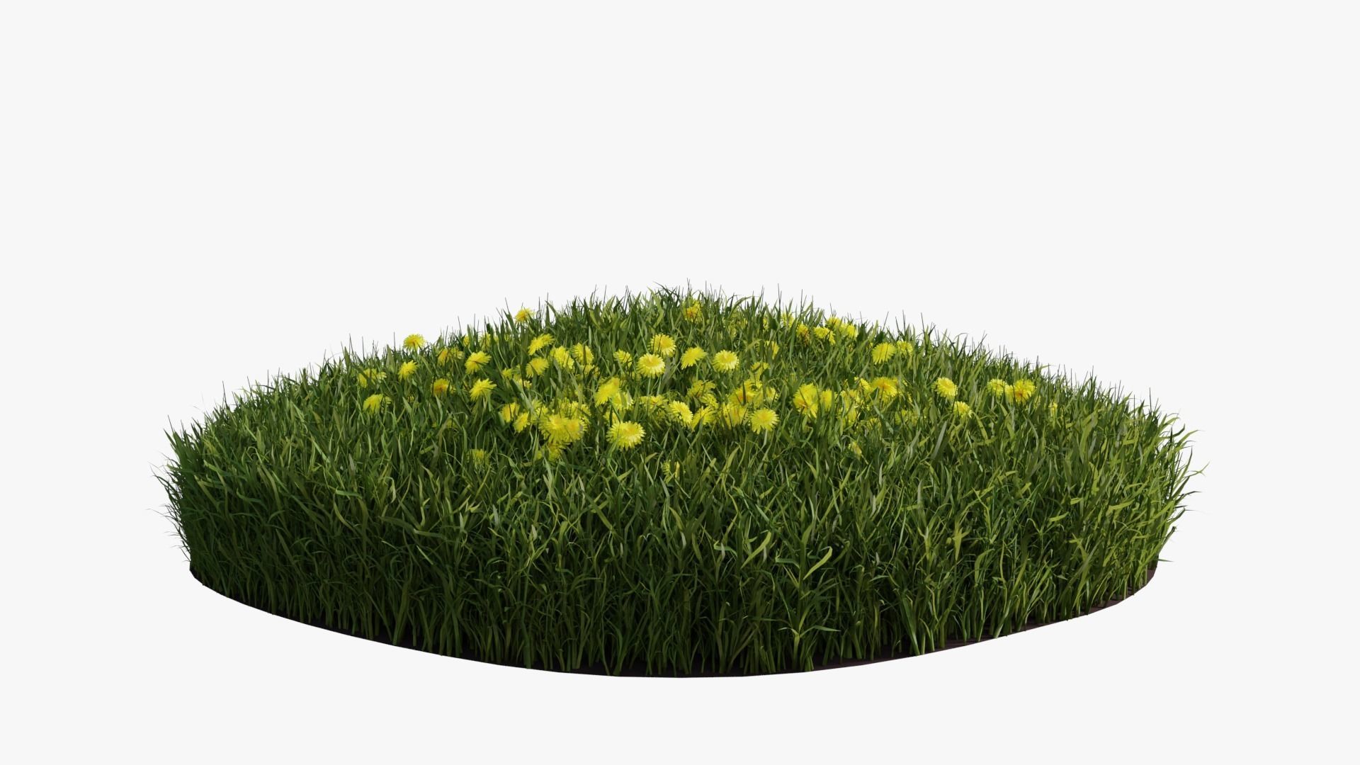 Dandelion Grass Low-poly 3D model_4