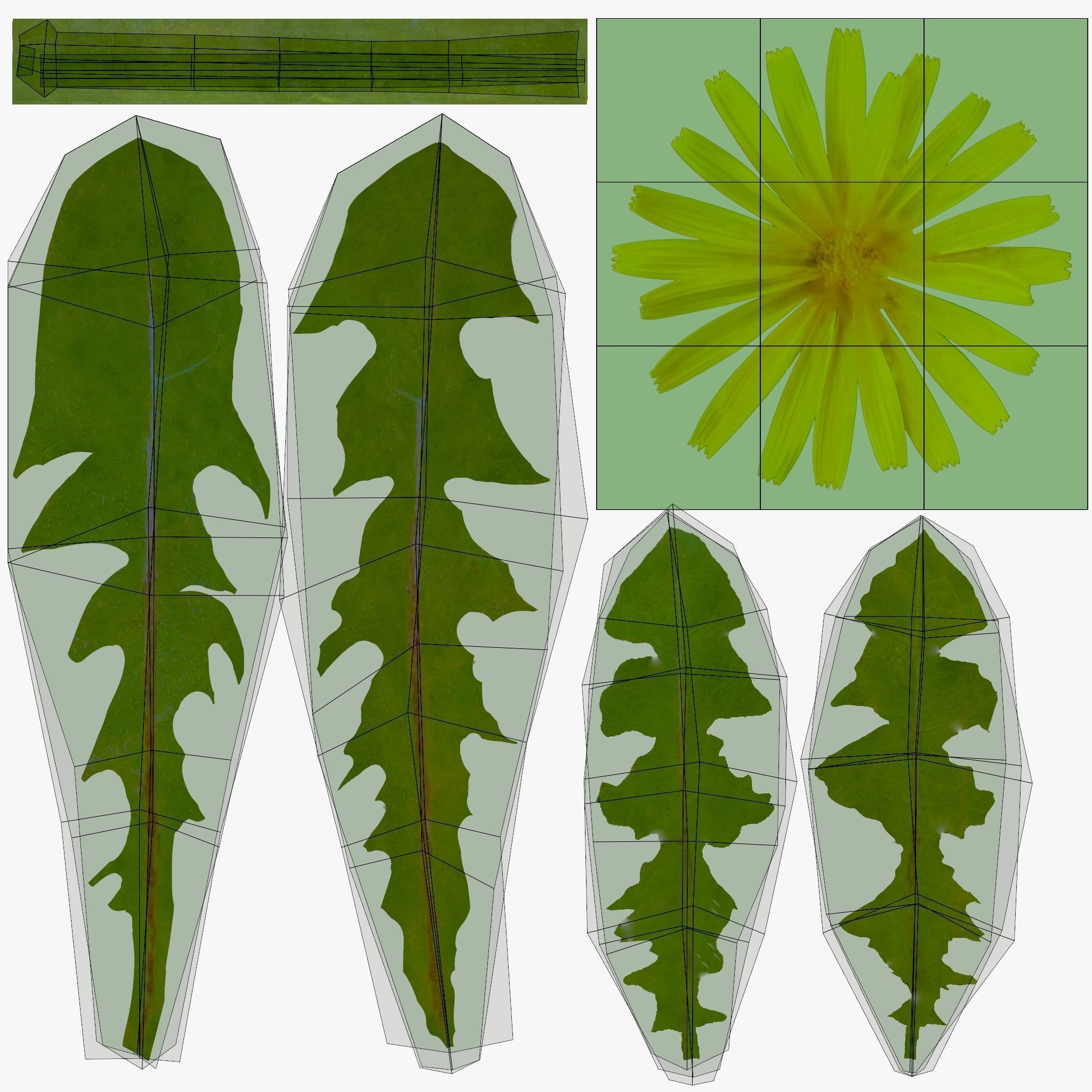 Dandelion Grass Low-poly 3D model_31