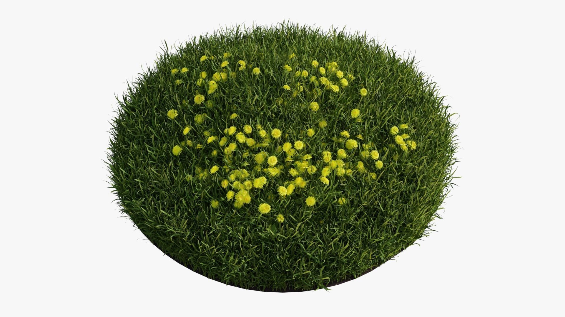 Dandelion Grass Low-poly 3D model_5