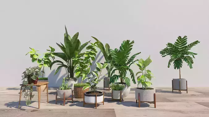 plant collection palm tree in wooden planter