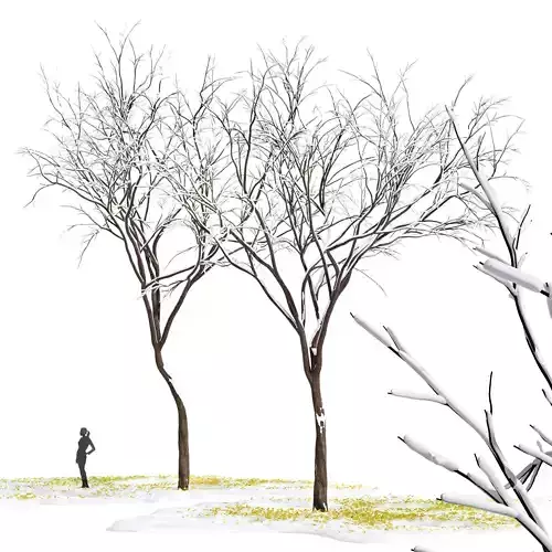 Real Tree Quercus serrata Winter 3D model