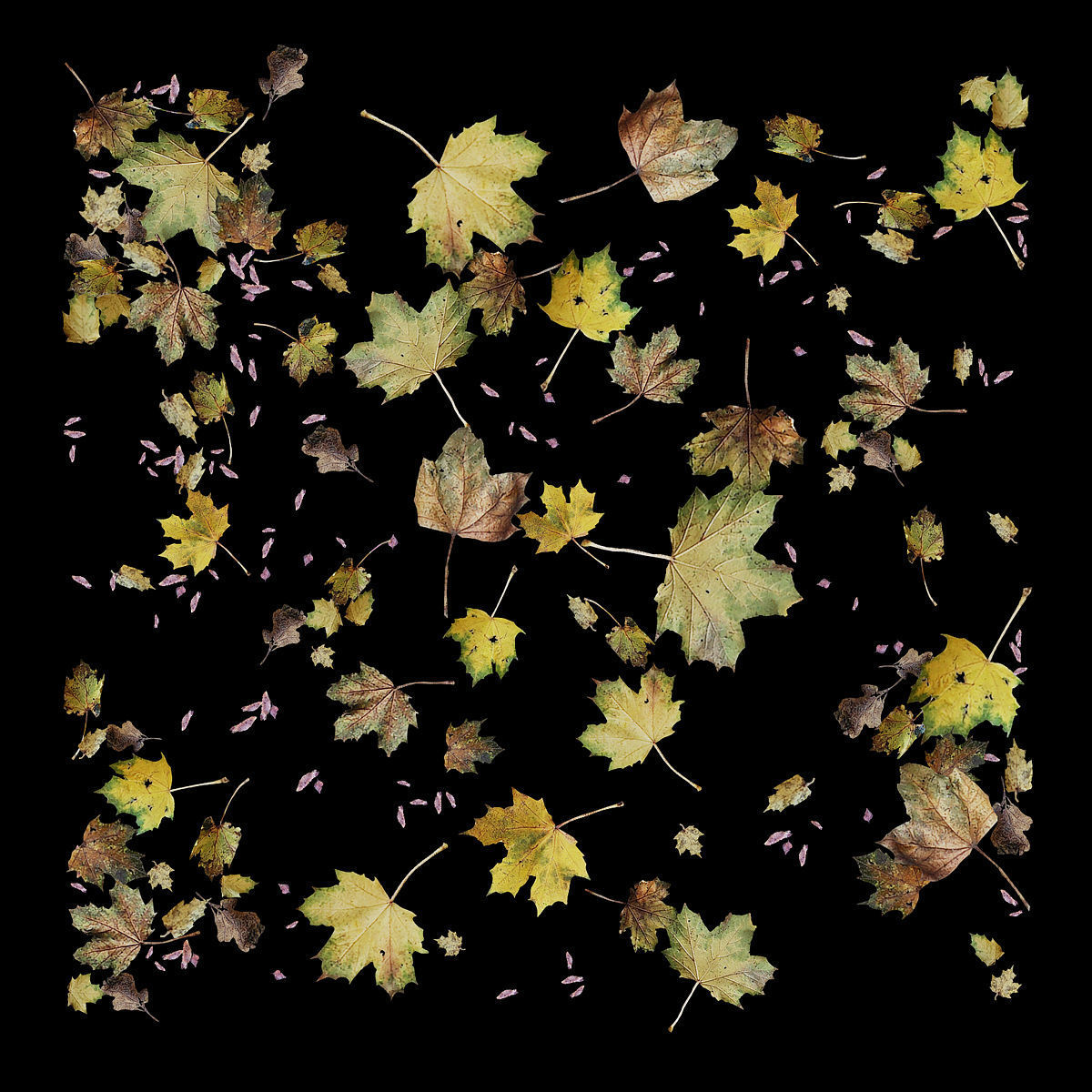 Autumn leaves 4 3D model_2