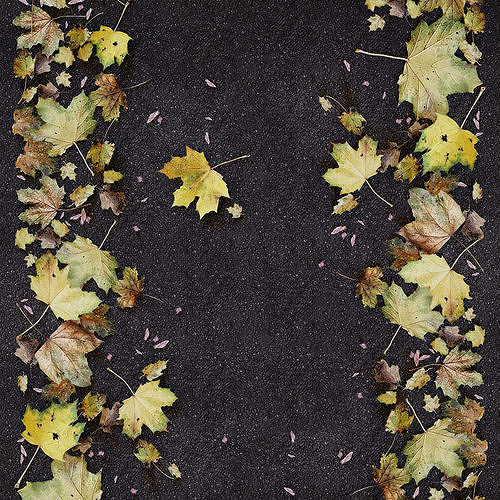 Autumn leaves 4 3D model