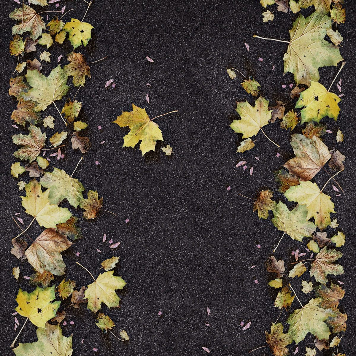 Autumn leaves 4 3D model_1