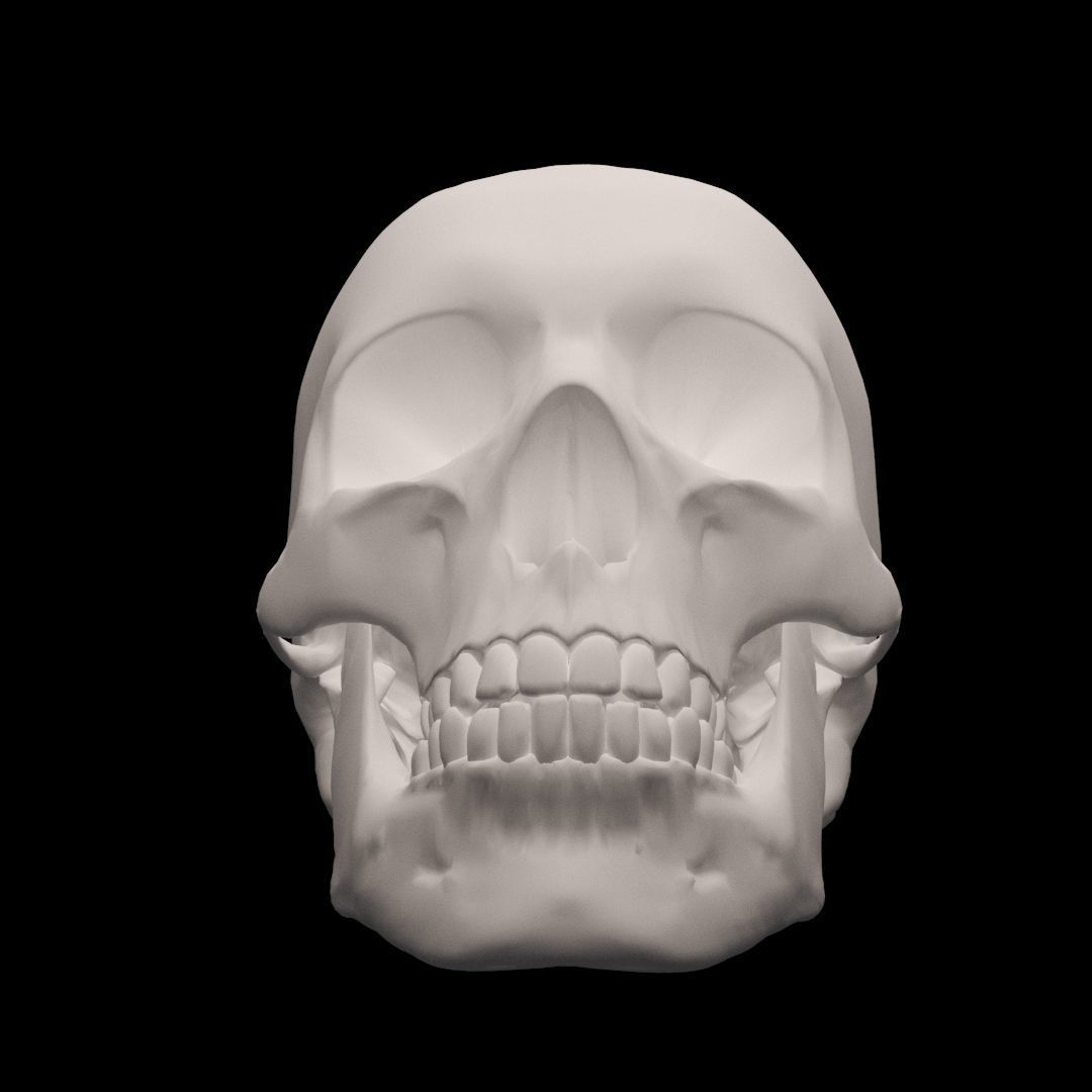 Human Skull 3D model_1