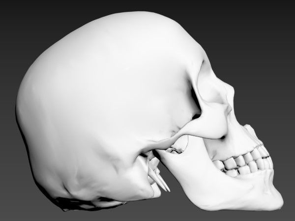 Human Skull 3D model_10