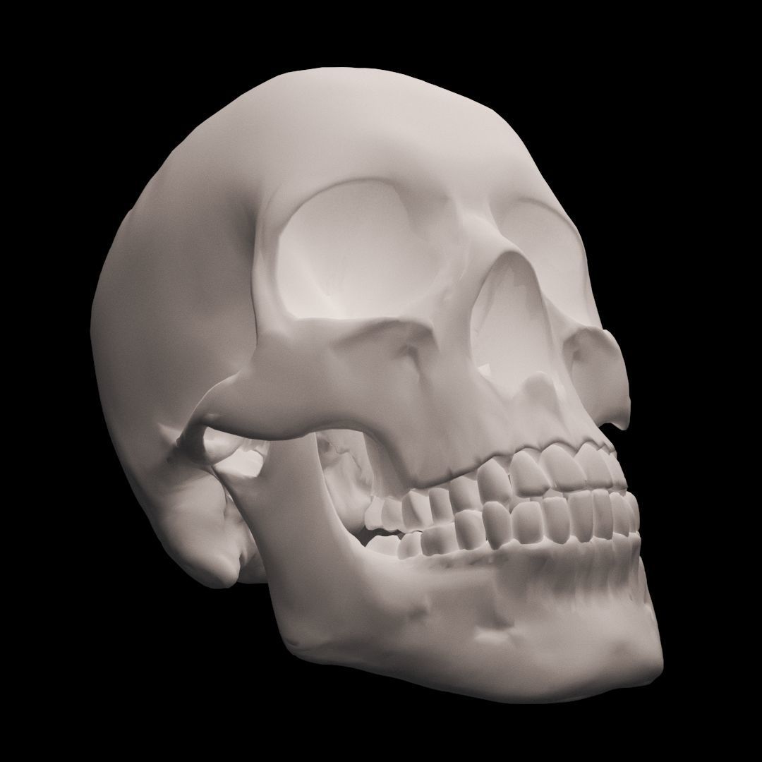 Human Skull 3D model_2