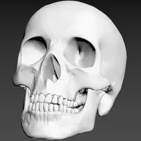 Human Skull 3D model Human Skull 3D model