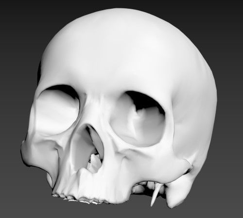 Human Skull 3D model_8