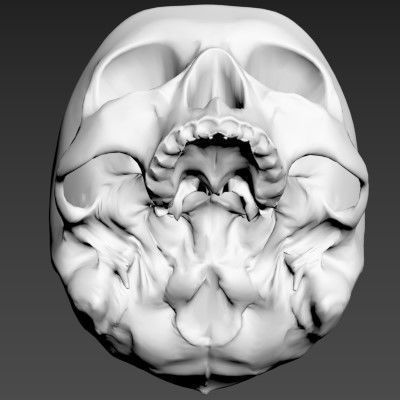 Human Skull 3D model_9