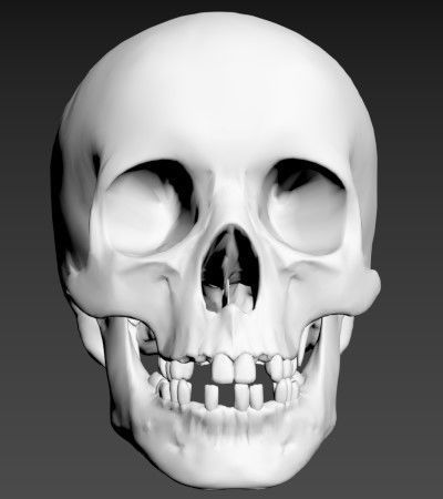 Human Skull 3D model_7