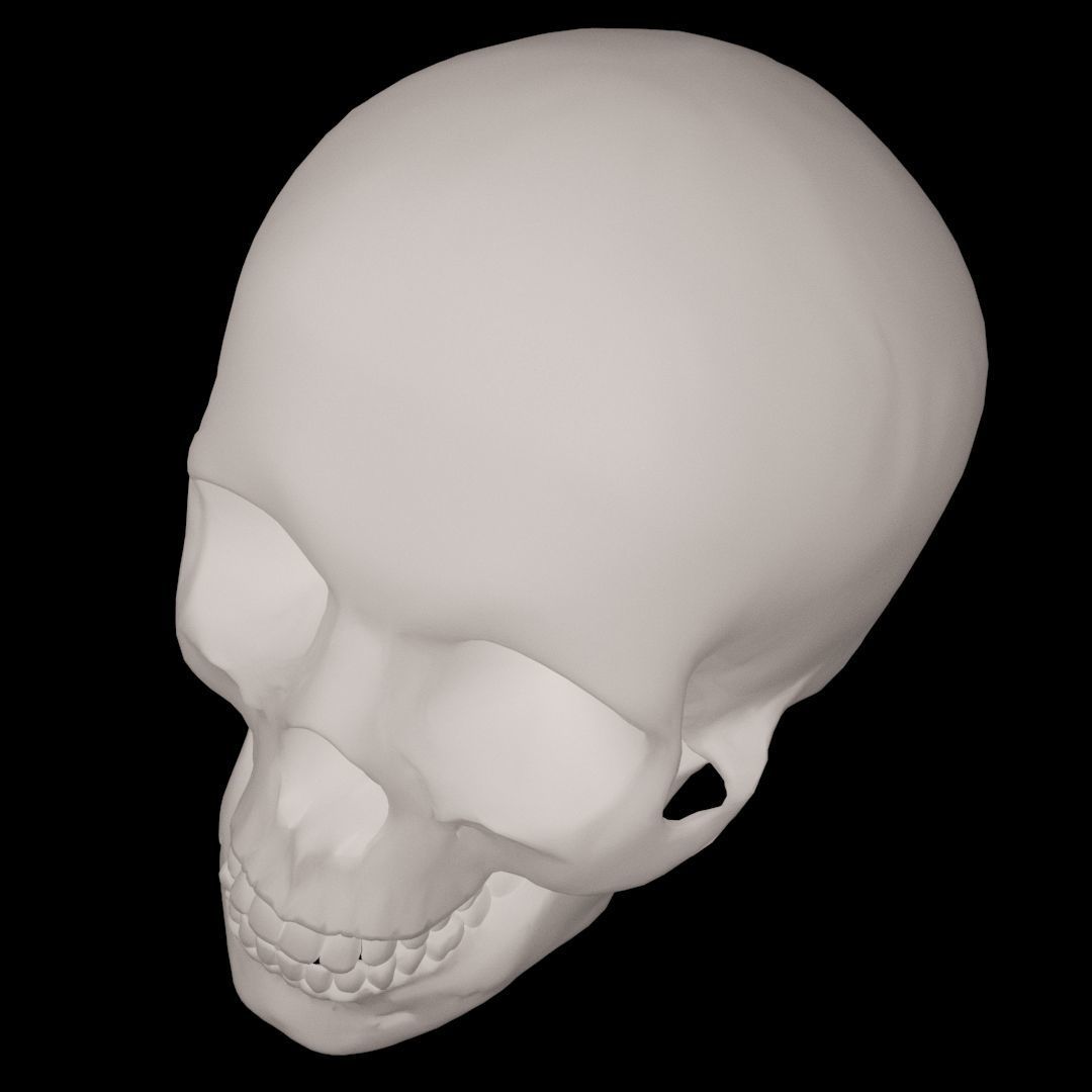 Human Skull 3D model_5