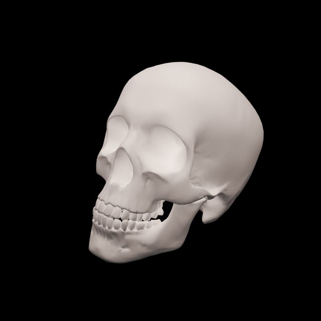 Human Skull 3D model_3