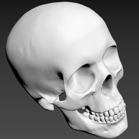 Human Skull 3D model_6