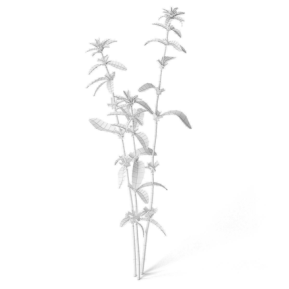 Meadow Plant 3D model_1