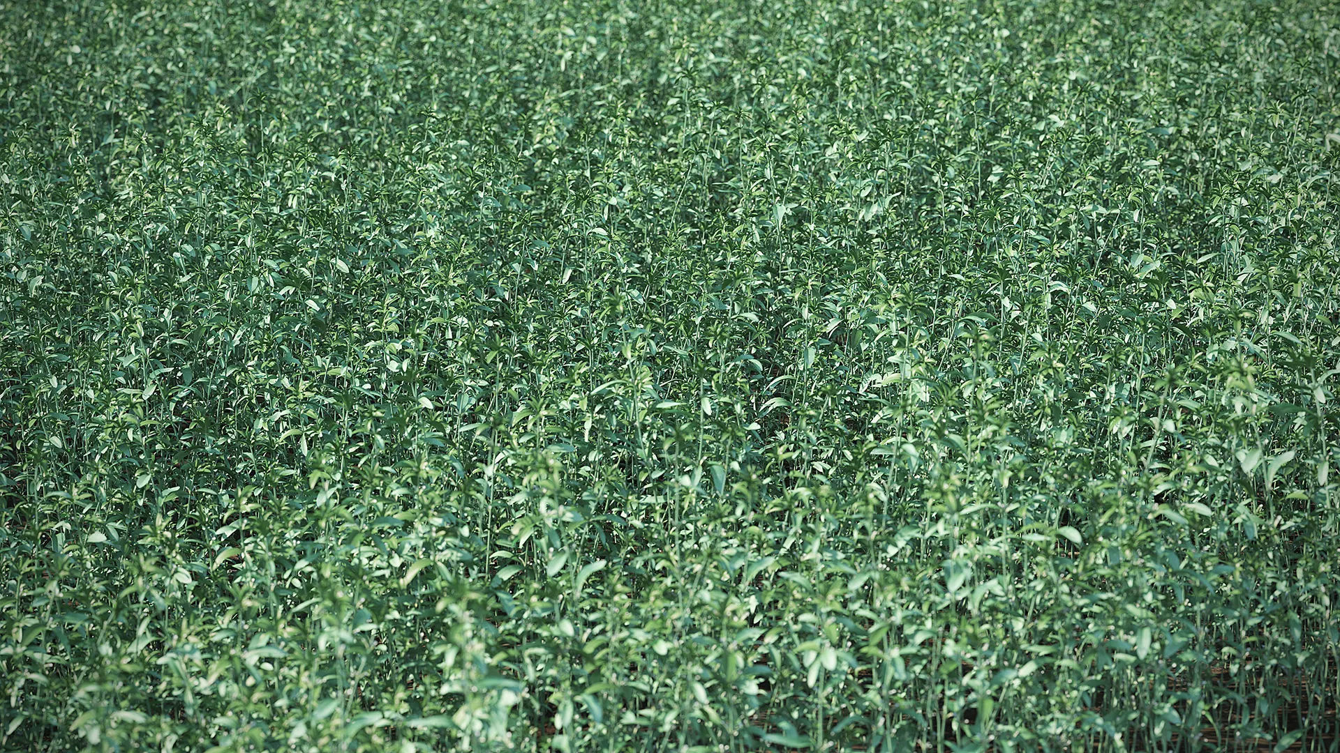 Meadow Plant 3D model_2