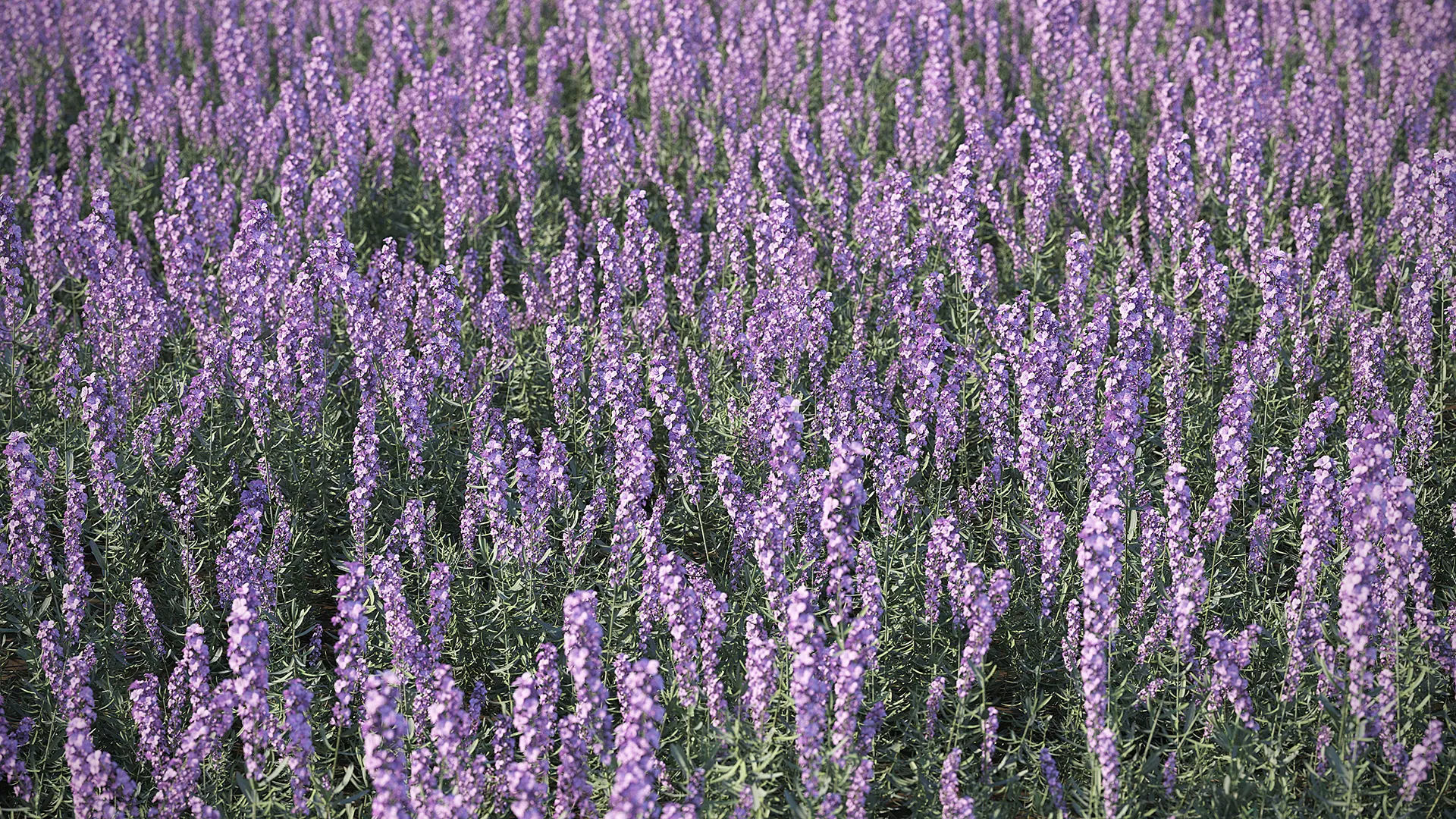 Meadow Plant 3D model_2