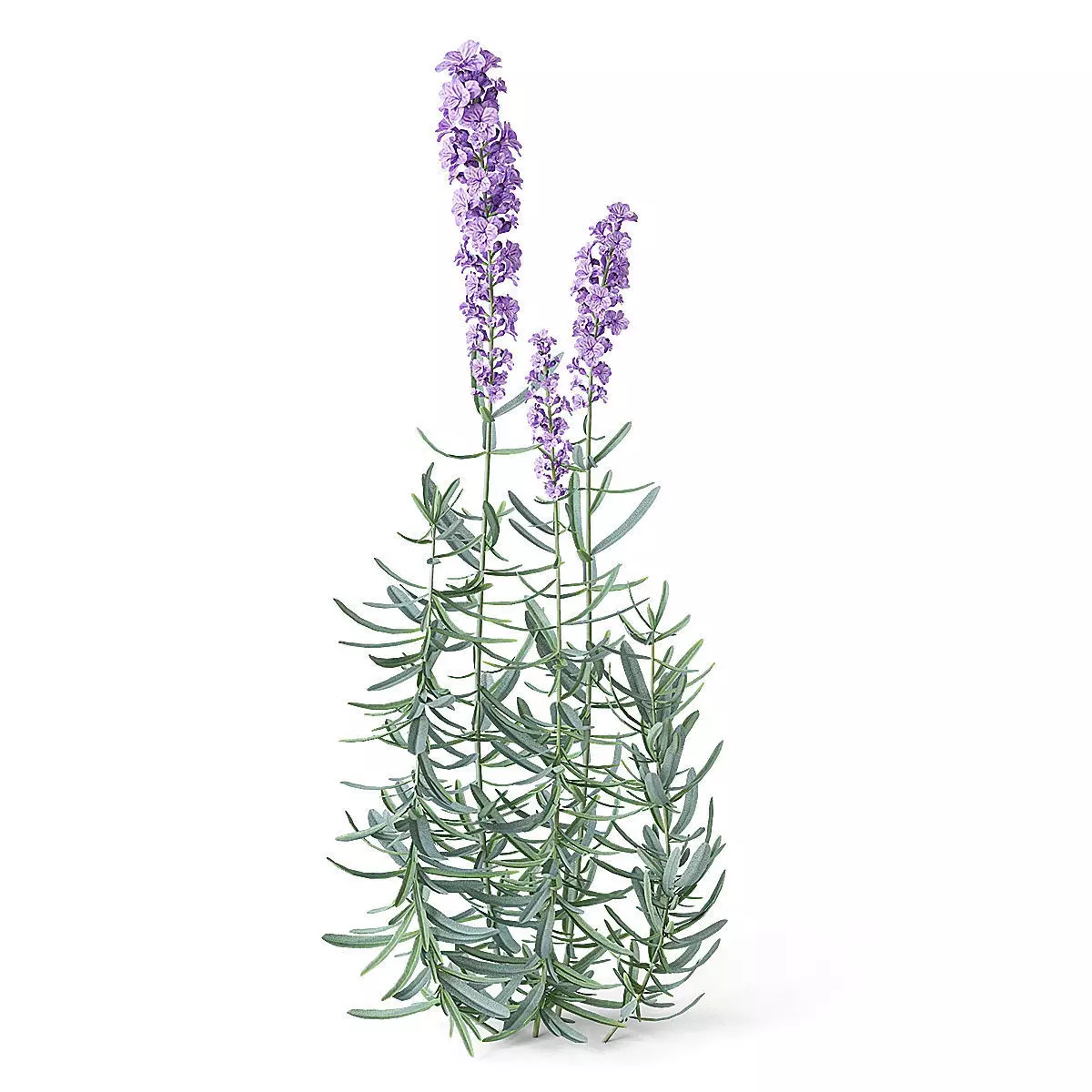 Meadow Plant 3D model_0