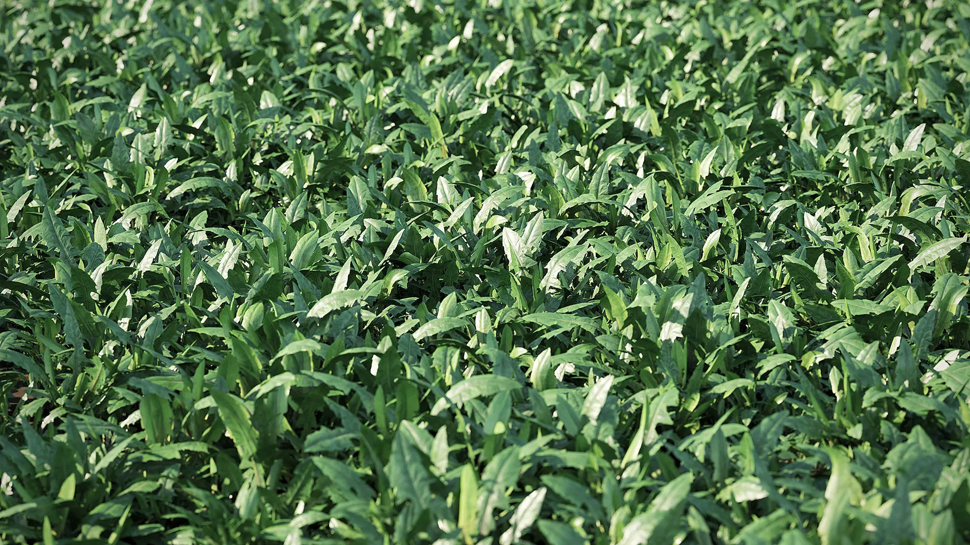 Meadow Plant Dandelion 3D model_2