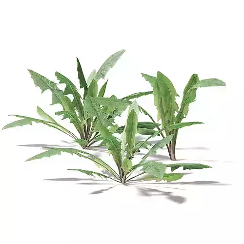 Meadow Plant Dandelion